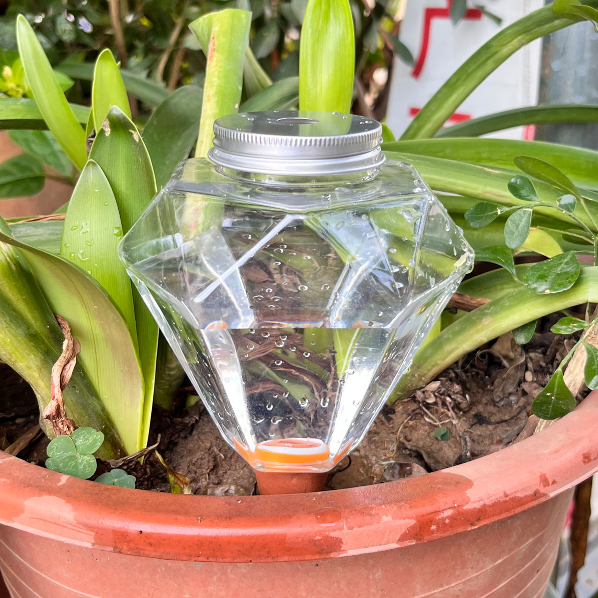 Plant Watering Globe - 1 pz. Simpatico irrigatore automatico in