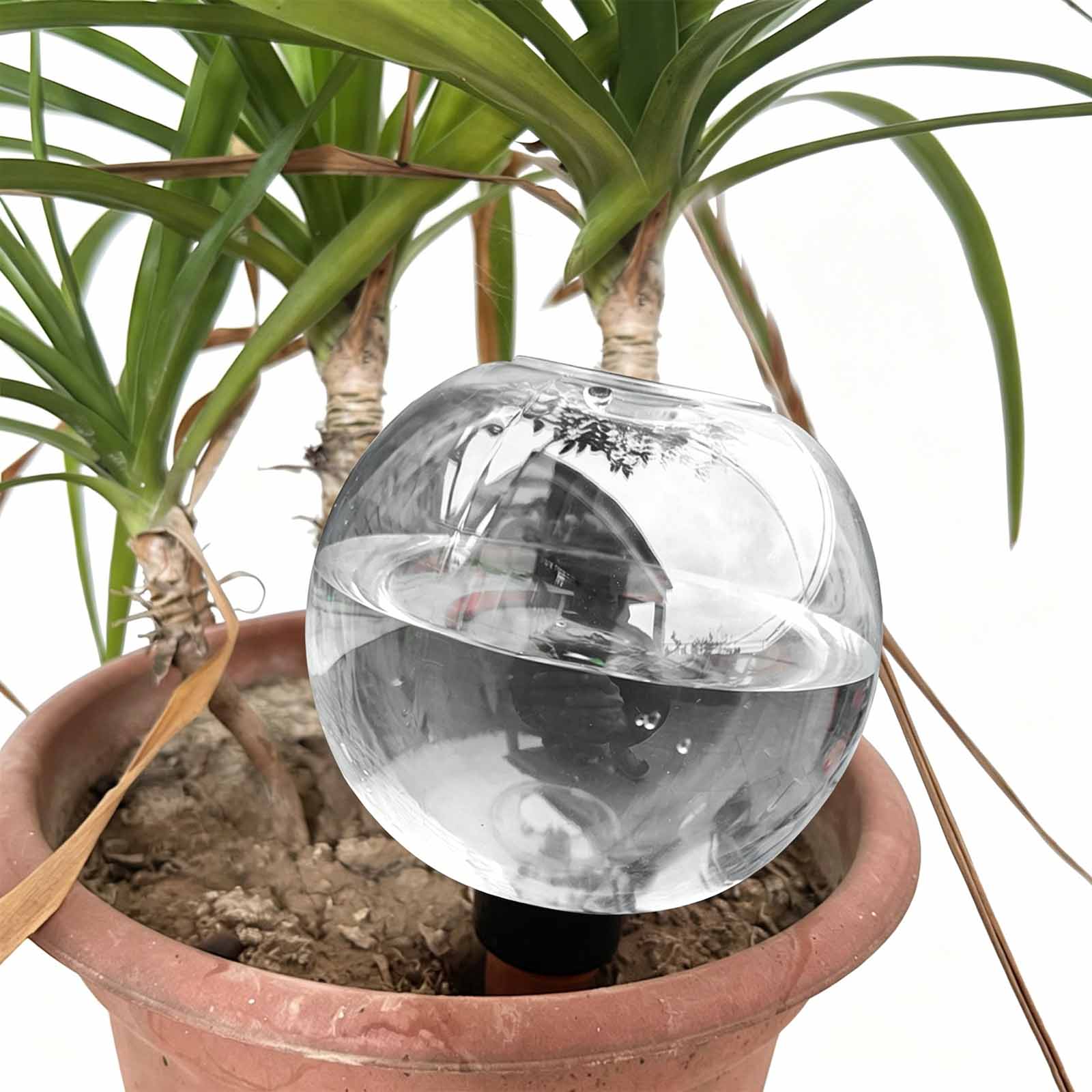 1/4 pezzi di sfere per irrigaz - Plant Watering Globe recensione e prezzo