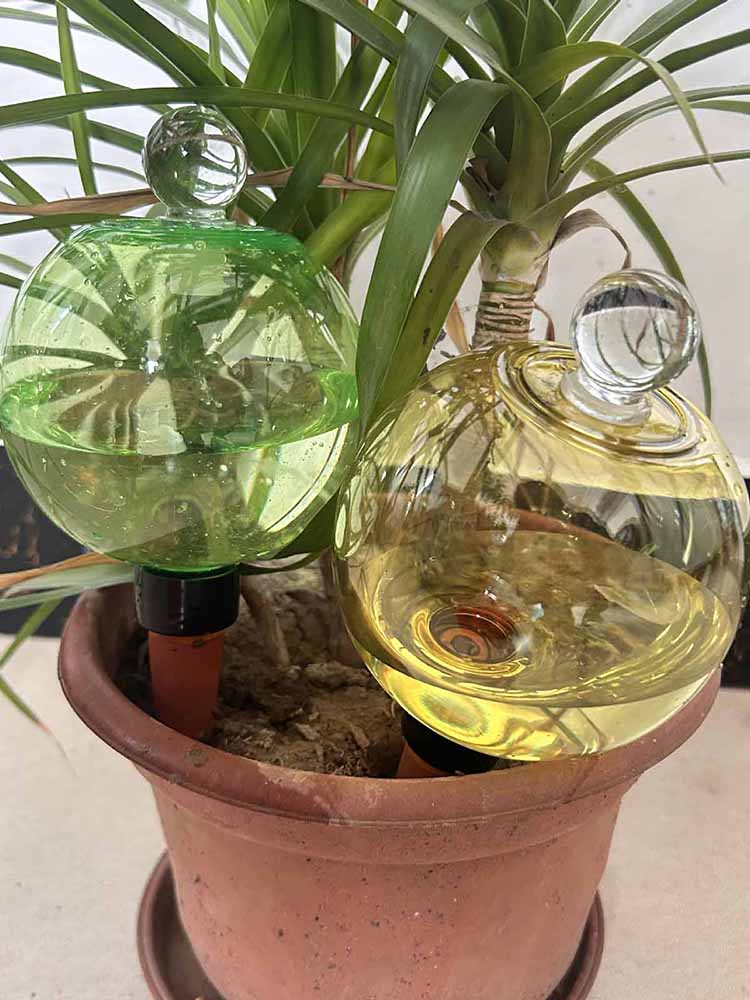 Globi Autoirriganti da 500ML,  - Plant Watering Globe recensione e prezzo
