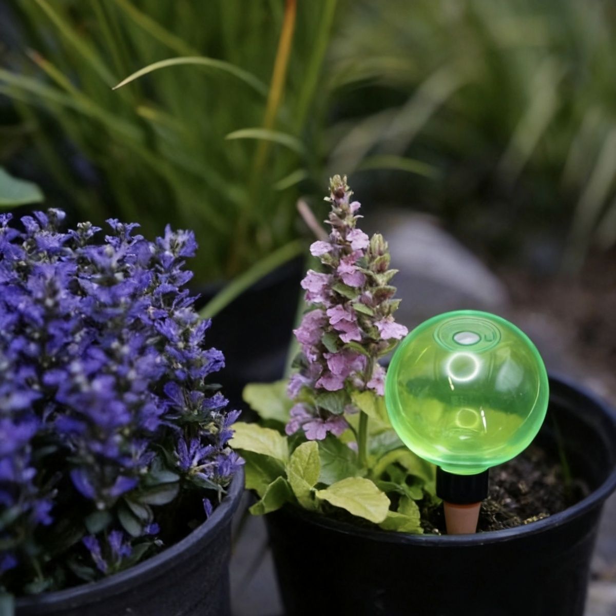 Set di 3 Grandi Sfere Autoirri - Plant Watering Globe recensione e prezzo
