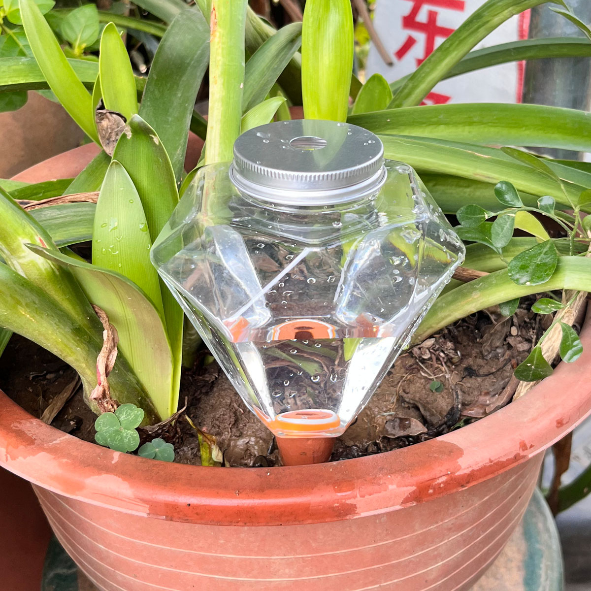 1 pz. Simpatico irrigatore aut - Plant Watering Globe recensione e prezzo