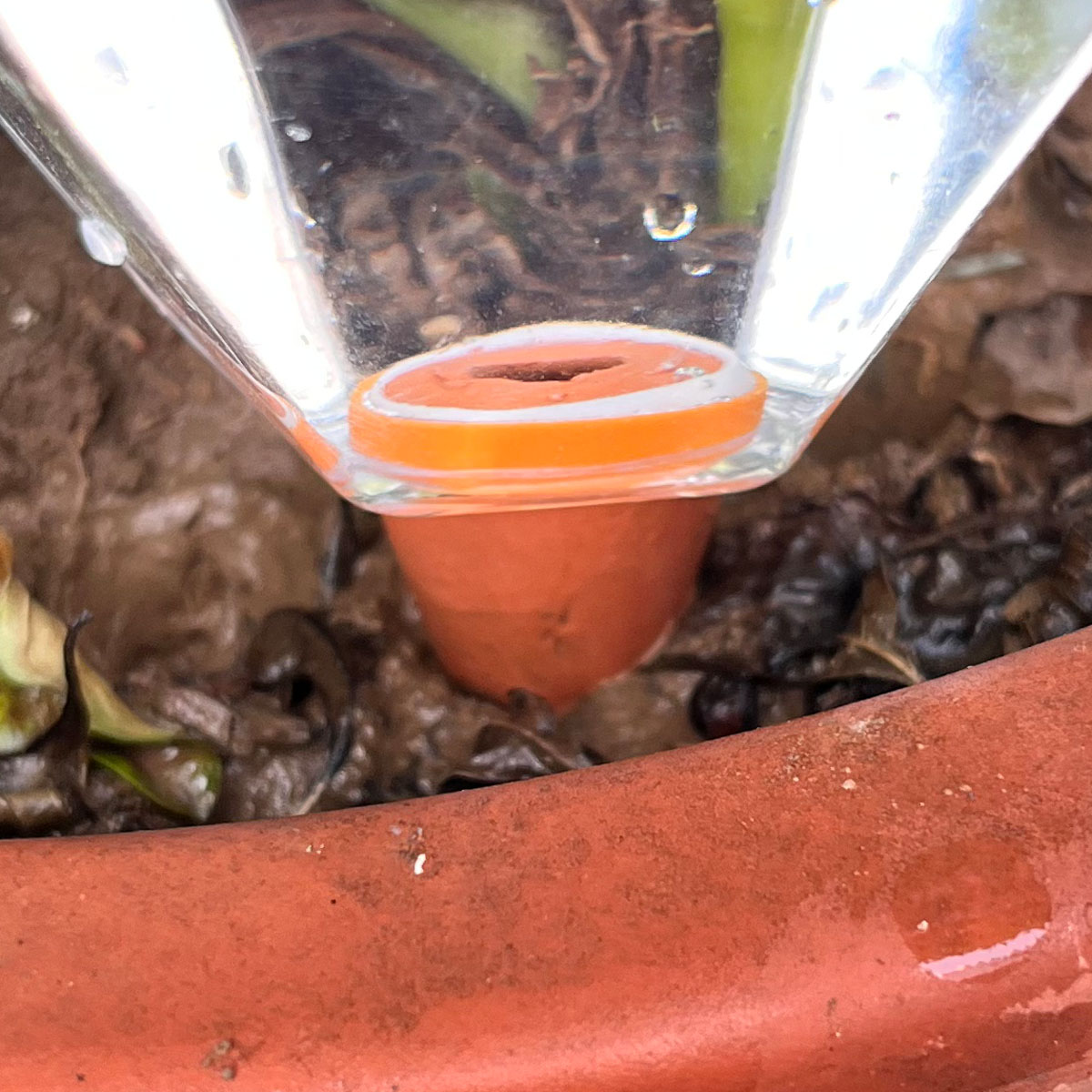 1 pz. Simpatico irrigatore aut - Plant Watering Globe recensione e prezzo