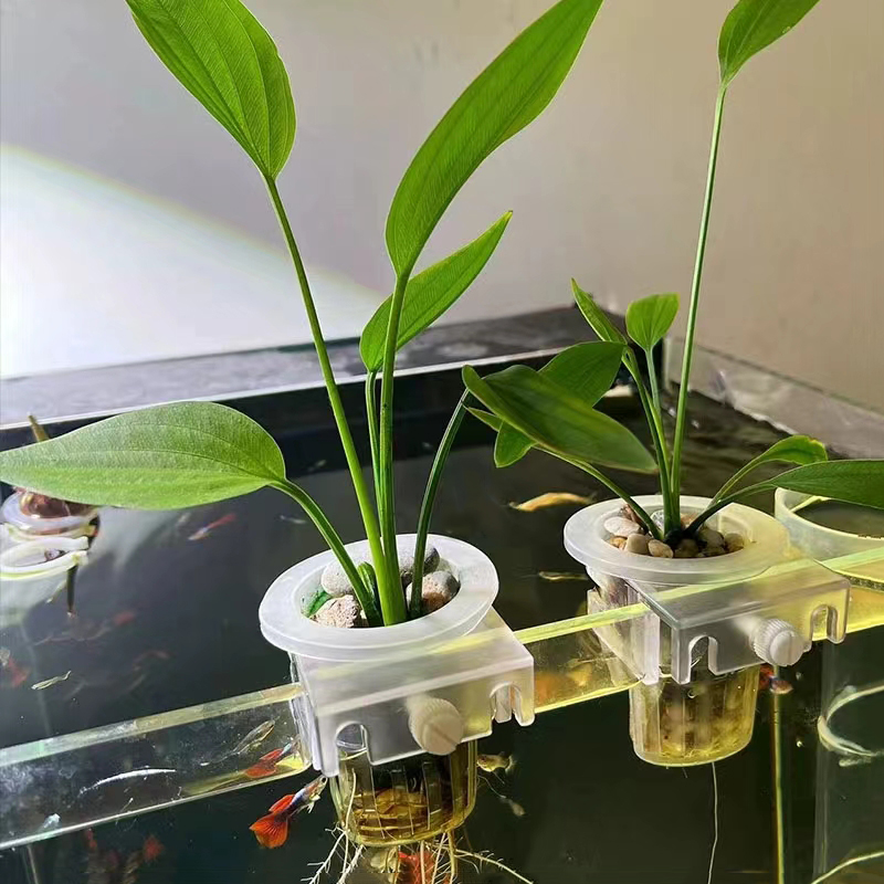 Cesto per piantare acquario Su - Hydroponic Grow Pod recensione e prezzo